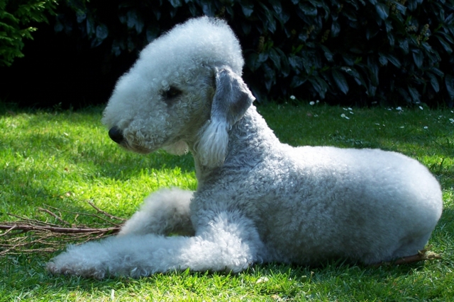 Unsere Hunde 11.05 (4).JPG